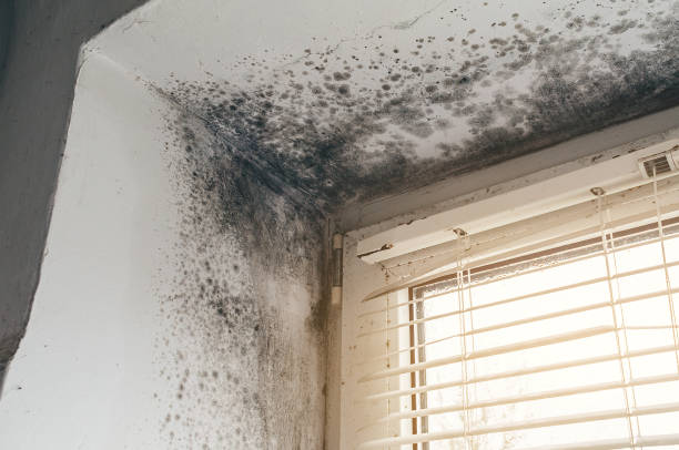 Affordable Mold Cleanup solutions in Olney, MD